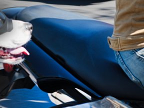 Vintage Cars — photograph 11