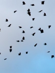 Crow & Raven — photograph 01