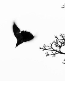 Crow & Raven — photograph 02