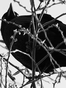 Crow & Raven — photograph 03