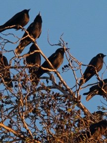 Crow & Raven — photograph 04