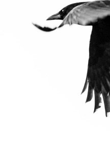 Crow & Raven — photograph 05