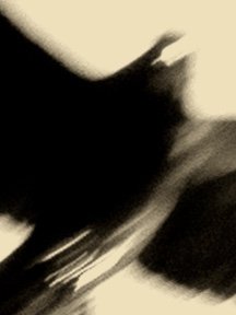 Crow & Raven — photograph 06