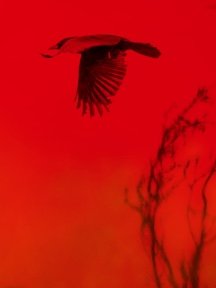 Crow & Raven — photograph 07