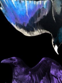 Crow & Raven — photograph 08