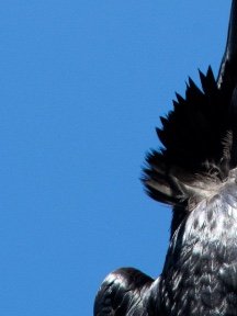 Crow & Raven — photograph 09
