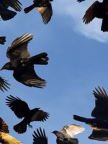 Crow & Raven — photograph 10