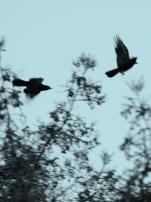 Crow & Raven — photograph 11