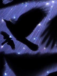 Crow & Raven — photograph 12