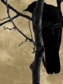 Crow & Raven — photograph 13