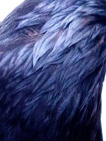 Crow & Raven — photograph 14