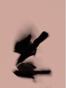Crow & Raven — photograph 15
