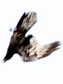 Crow & Raven — photograph 16