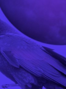 Crow & Raven — photograph 17