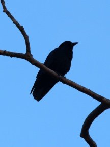 Crow & Raven — photograph 18
