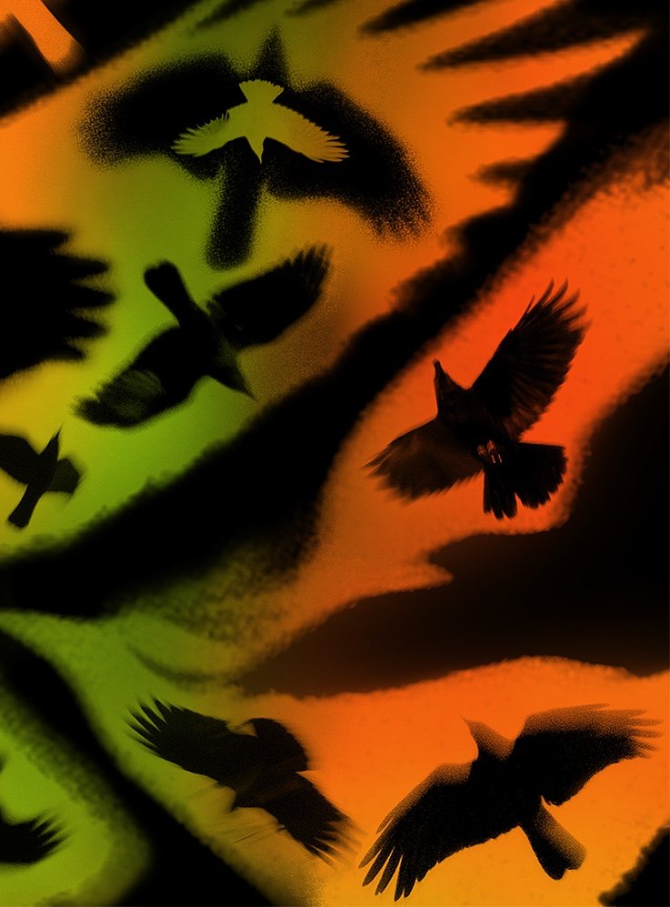 Crow & Raven — photograph 19