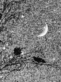 Crow & Raven — photograph 20