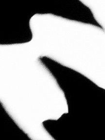 Crow & Raven — photograph 21