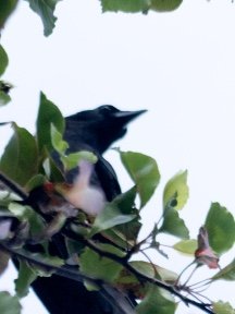 Crow & Raven — photograph 22