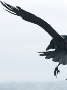 Crow & Raven — photograph 23