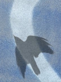 Crow & Raven — photograph 24