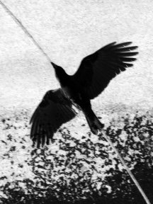 Crow & Raven — photograph 25