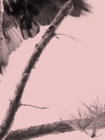 Crow & Raven — photograph 26