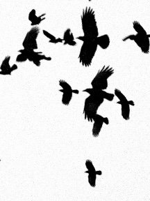 Crow & Raven — photograph 27
