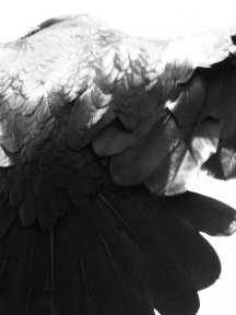 Crow & Raven — photograph 28