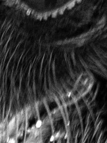 Crow & Raven — photograph 30