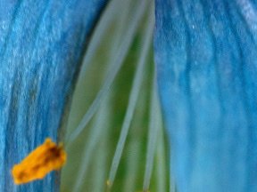 Flowers — photograph 02