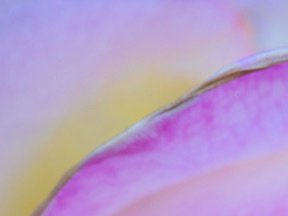 Flowers — photograph 03