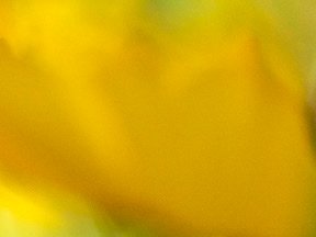 Flowers — photograph 04