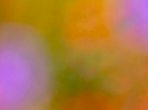 Flowers — photograph 05