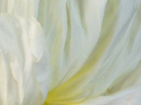 Flowers — photograph 06