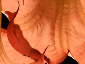 Flowers — photograph 07