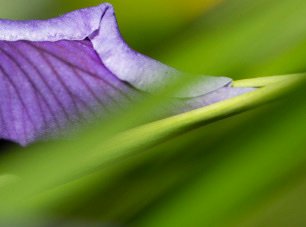 Flowers — photograph 09