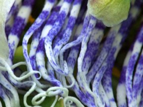 Flowers — photograph 10