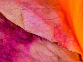 Flowers — photograph 11