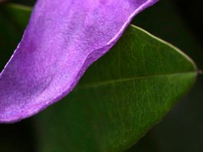 Flowers — photograph 12