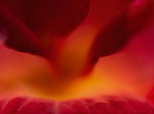 Flowers — photograph 13
