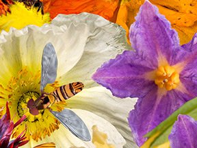 Flowers — photograph 15