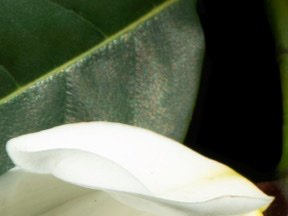 Flowers — photograph 16