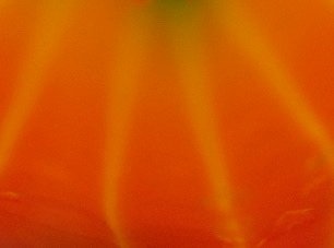Flowers — photograph 17