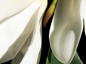Flowers — photograph 20