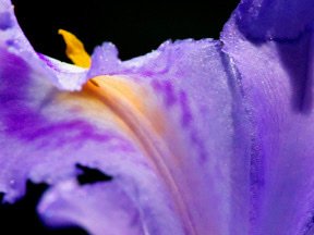 Flowers — photograph 21