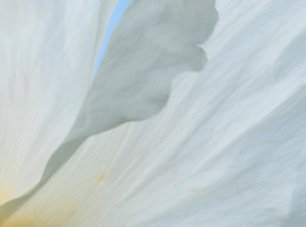 Flowers — photograph 23