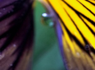 Flowers — photograph 24