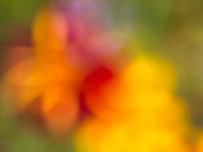 Flowers — photograph 26
