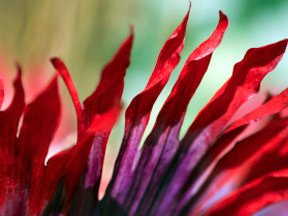 Flowers — photograph 28
